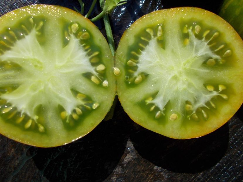  - SEMINTE ROSII - ZEBRA GREEN STRIPE