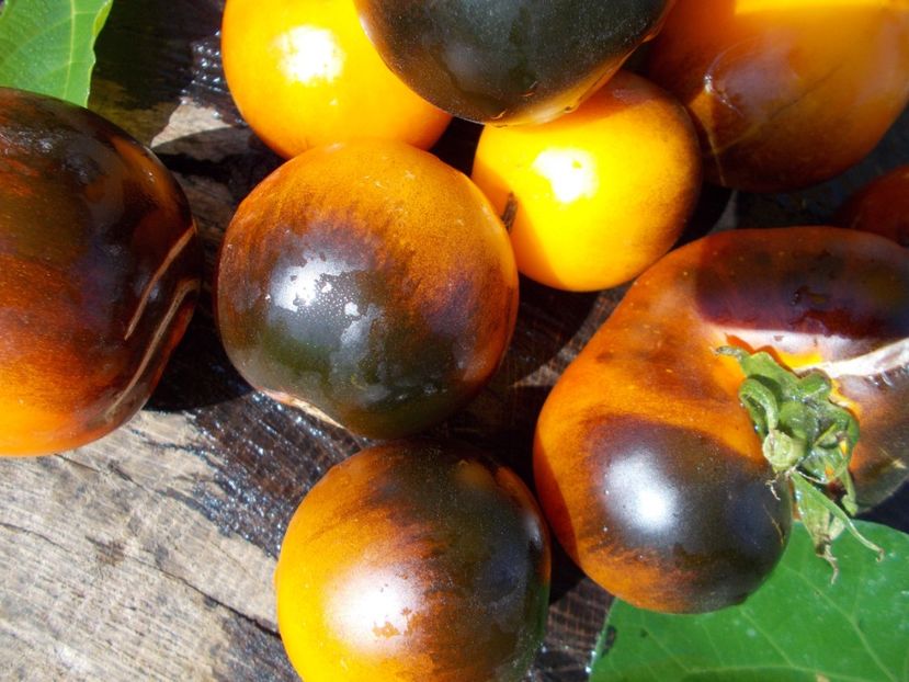  - SEMINTE ROSII - ORANGE BLUE