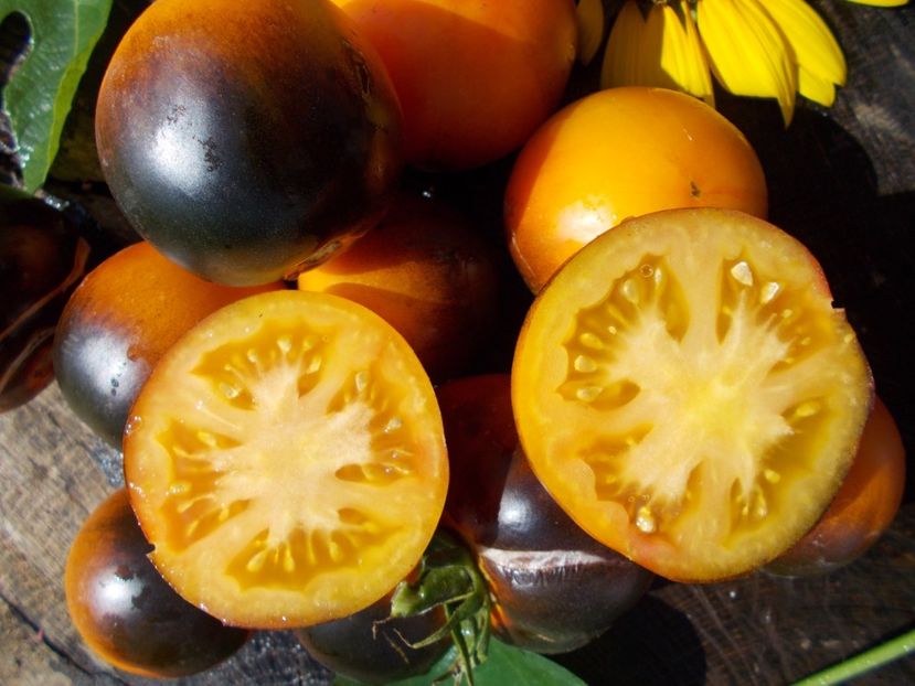  - SEMINTE ROSII - ORANGE BLUE