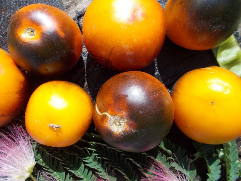  - SEMINTE ROSII - ORANGE BLUE