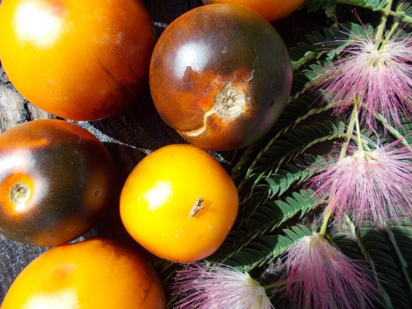  - SEMINTE ROSII - ORANGE BLUE