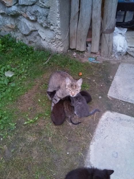  - pisicile mele