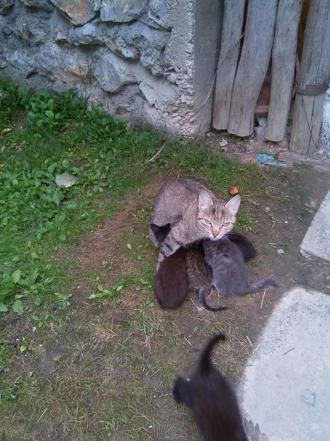  - pisicile mele