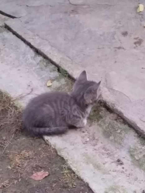  - pisicile mele