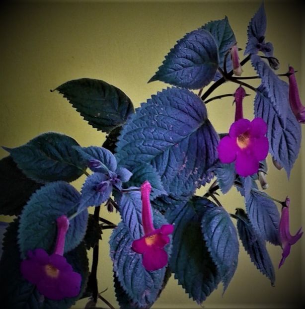 Harry Willams - JENNIFER GOODE