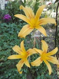  - hemerocallis