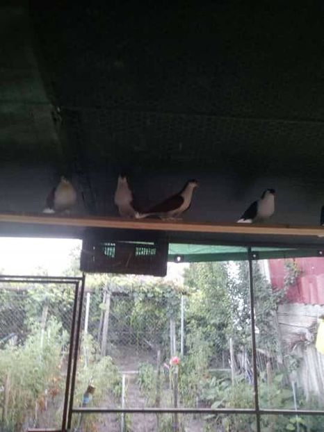 38975596_215678982434268_49856431343534080_n - Copy - cate un pic din toate