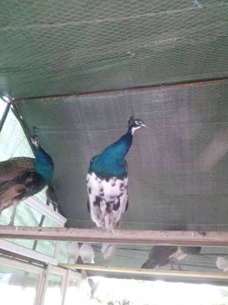 38992236_280533306064621_3522434857068134400_n - Copy - Copy - cate un pic din toate