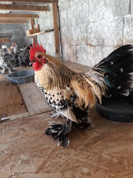  - Pui de gaina 2018