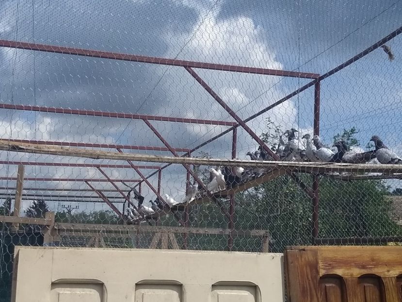  - Porumbei voiajori maghiari de frumusețe 2018