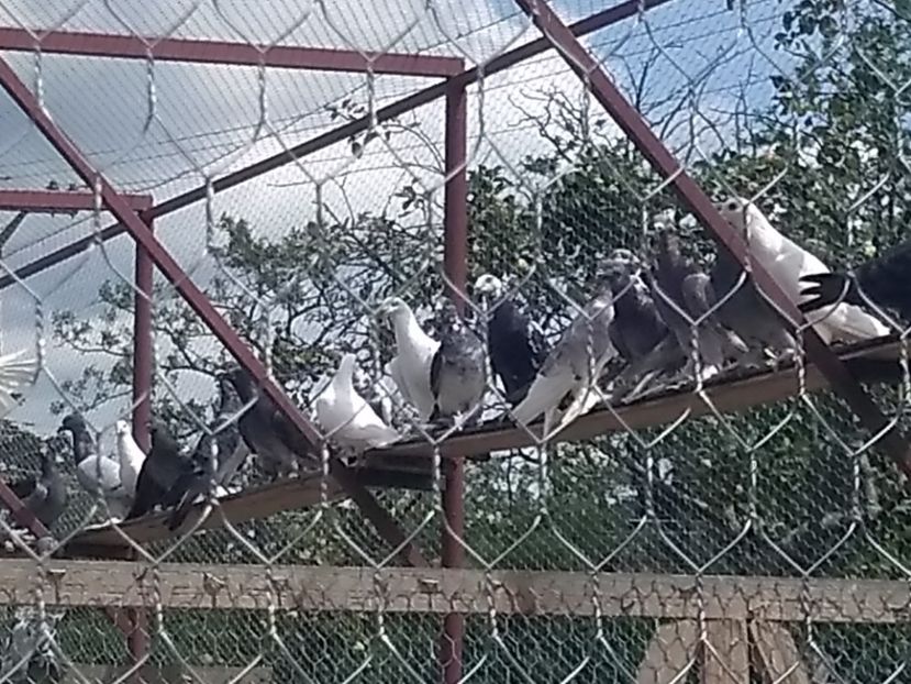  - Porumbei voiajori maghiari de frumusețe 2018