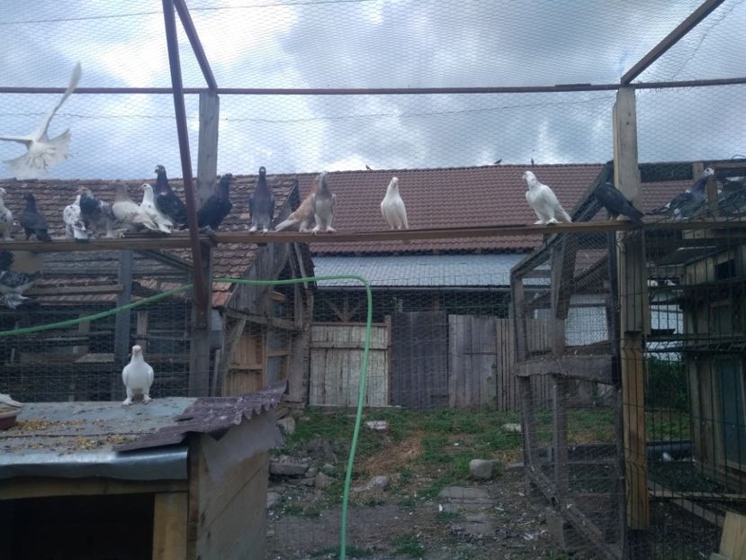  - Porumbei voiajori maghiari de frumusețe 2018