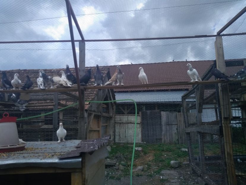  - Porumbei voiajori maghiari de frumusețe 2018