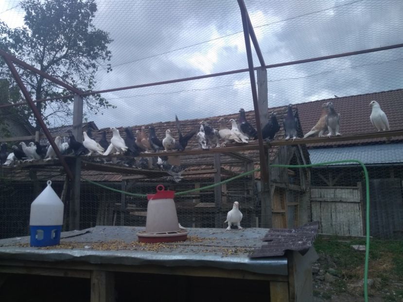  - Porumbei voiajori maghiari de frumusețe 2018