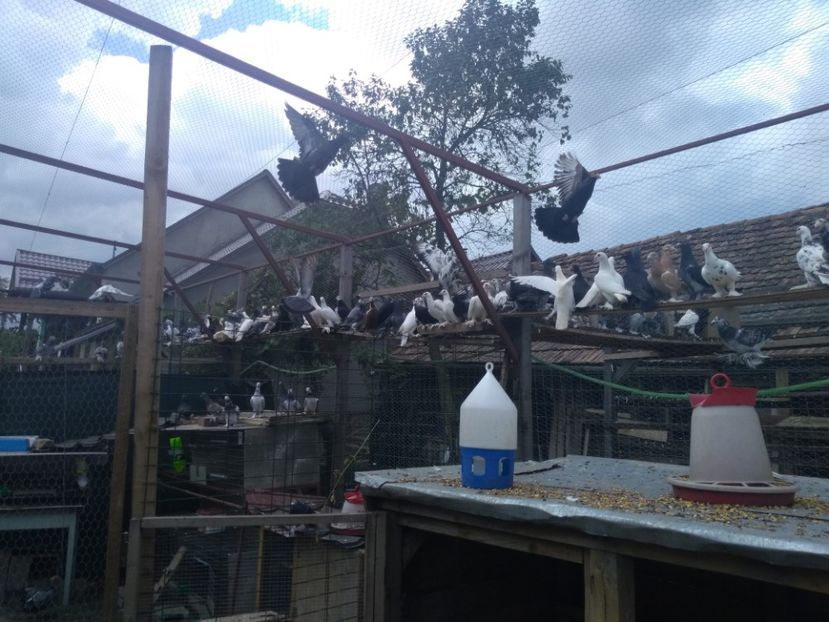  - Porumbei voiajori maghiari de frumusețe 2018