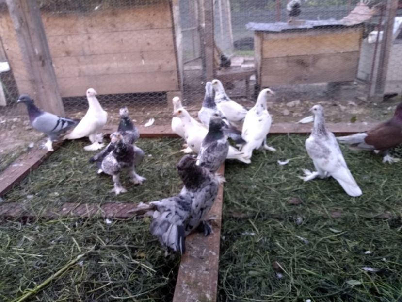  - Porumbei voiajori maghiari de frumusețe 2018