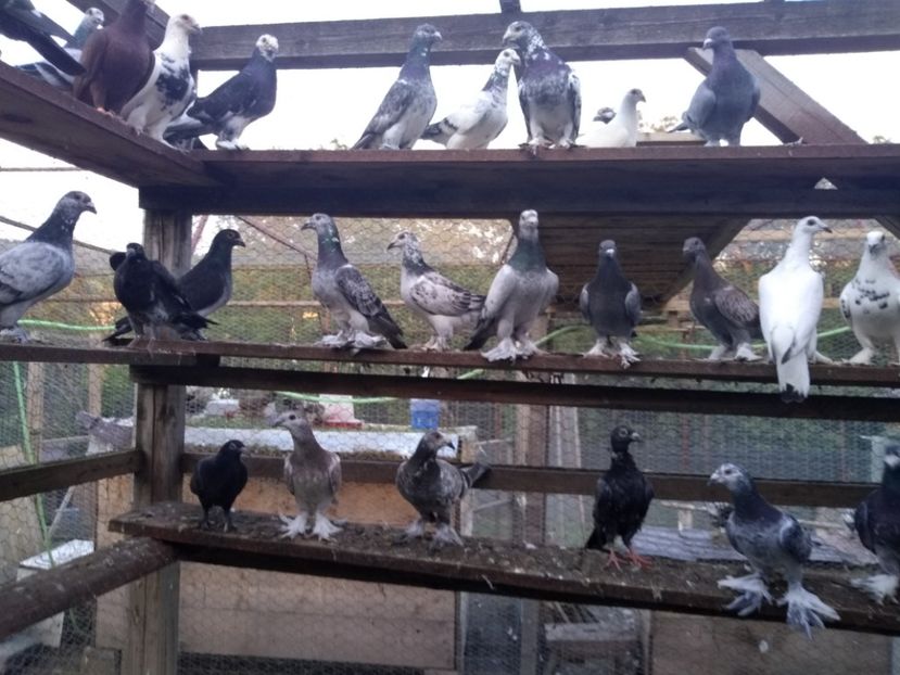  - Porumbei voiajori maghiari de frumusețe 2018