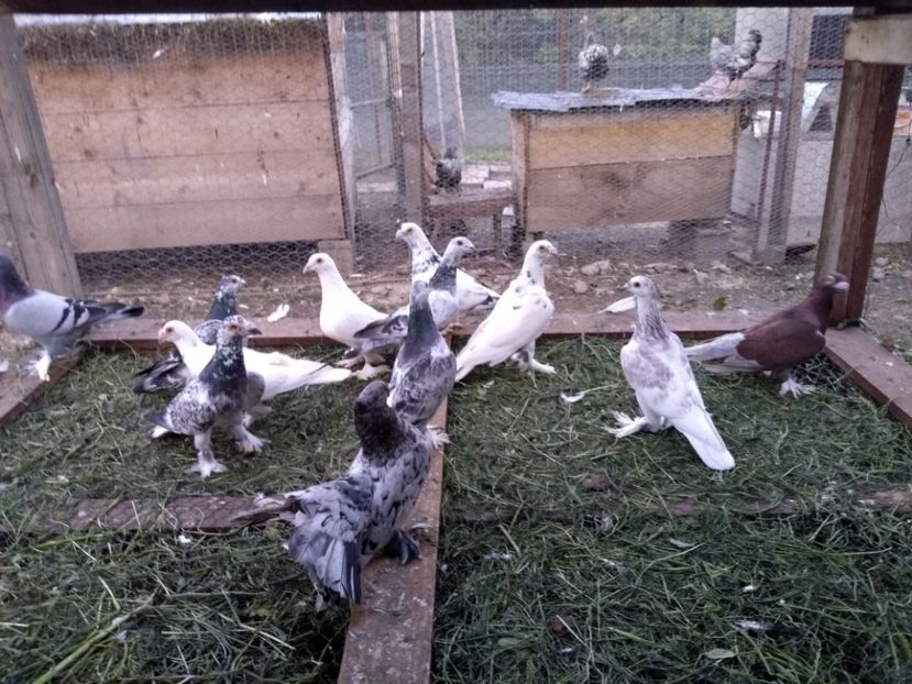  - Porumbei voiajori maghiari de frumusețe 2018