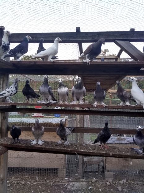  - Porumbei voiajori maghiari de frumusețe 2018