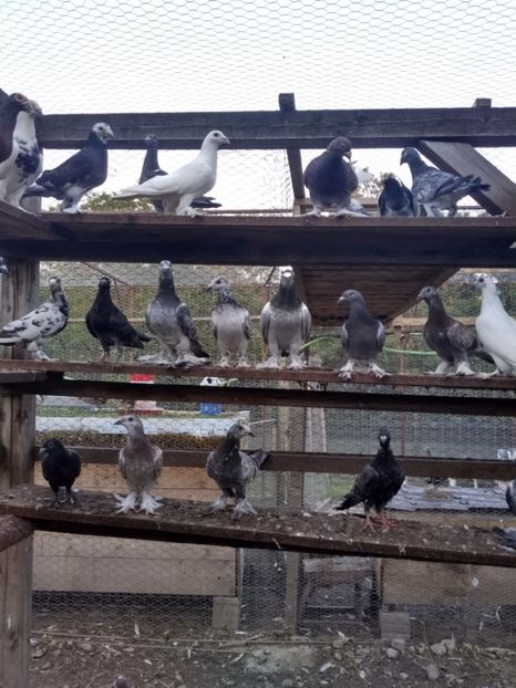  - Porumbei voiajori maghiari de frumusețe 2018