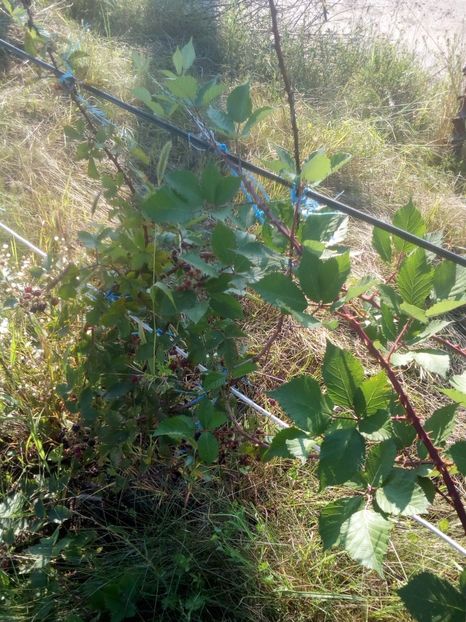 Mure salbatica - MURE SALBATICA IN GRADINA