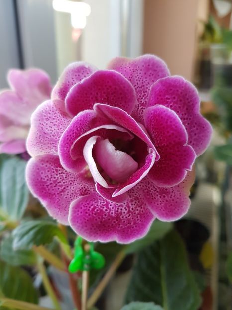 73-2 - gloxinia 2018