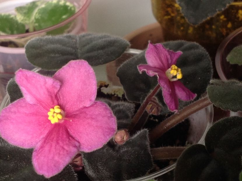 Ode to Beauty - Violete de colecție cand nu poti sa te oprești 2018aprilie