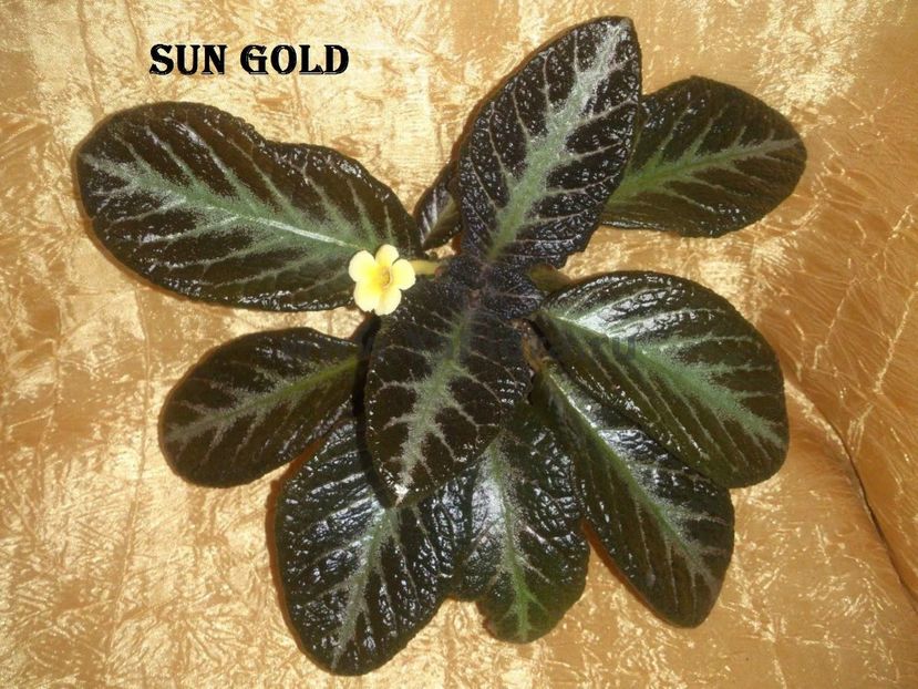 Sun Gold 1 - Sun Gold