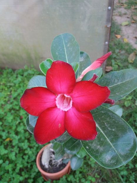  - plumerii si adenium