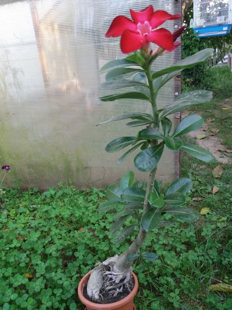  - plumerii si adenium