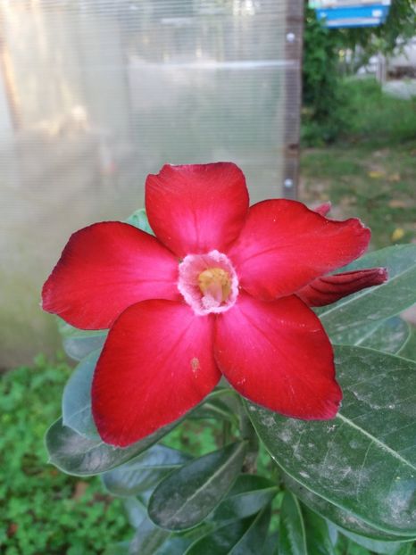  - plumerii si adenium