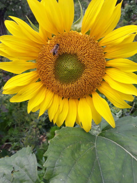  - Legume din Gradina 2017-2018