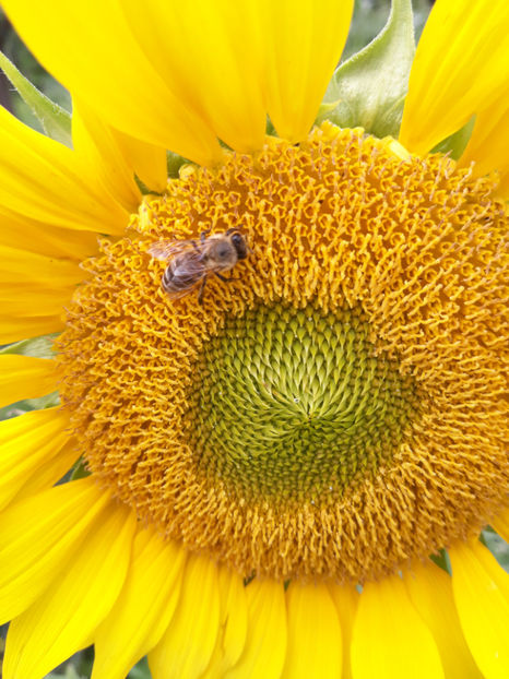  - Legume din Gradina 2017-2018