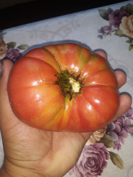  - Legume din Gradina 2017-2018