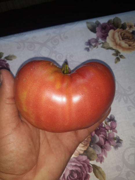  - Legume din Gradina 2017-2018