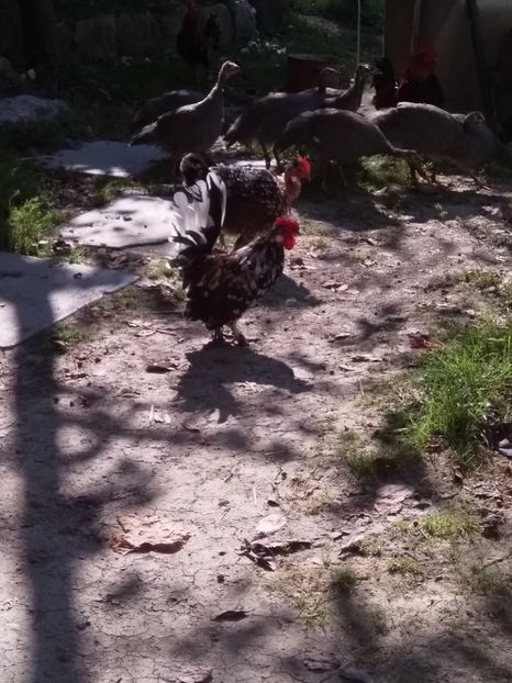  - gainile mele pitice la gramada  3