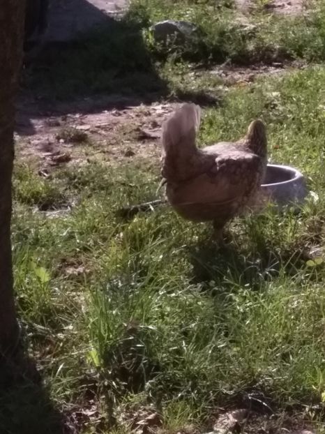  - gainile mele pitice la gramada  3