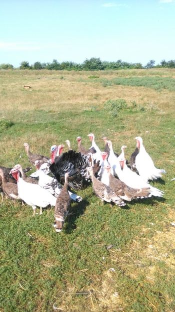  - Puiuti de curca 18 !