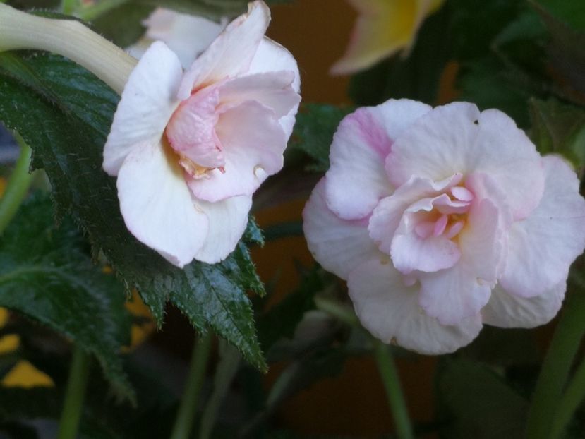  - Achimenes 2018
