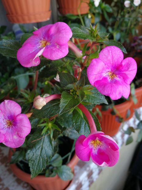  - Achimenes 2018