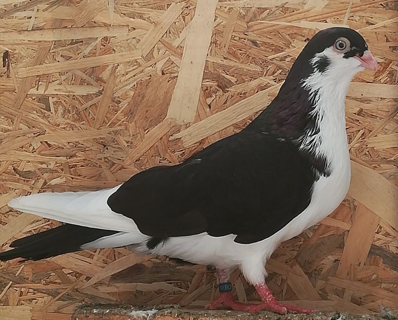 Pe negru cu sfarleze - Pui 2018