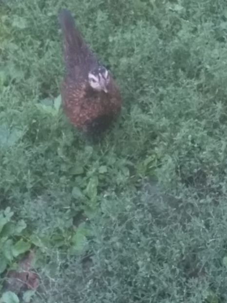  - gainile mele pitice la gramada  3