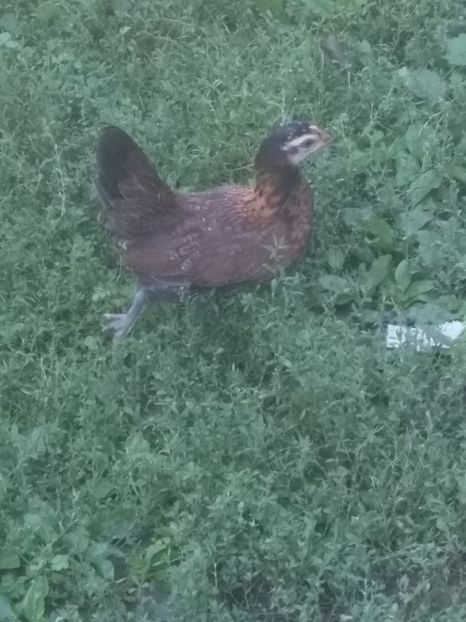  - gainile mele pitice la gramada  3