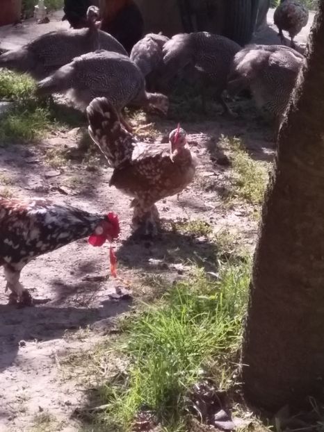  - gainile mele pitice la gramada  3