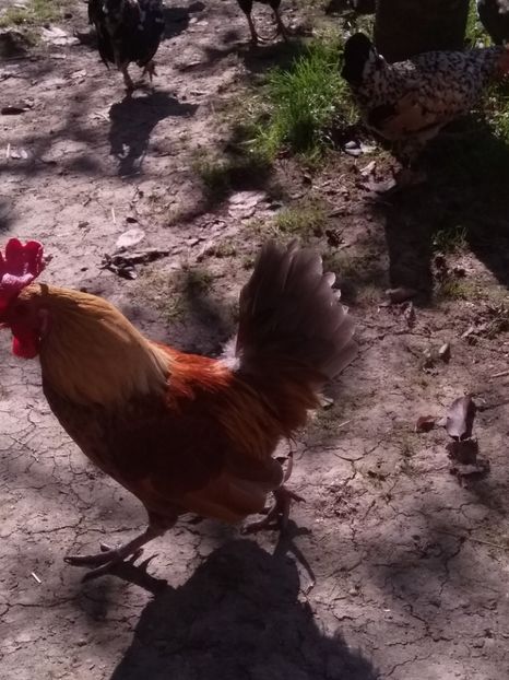  - gainile mele pitice la gramada  3