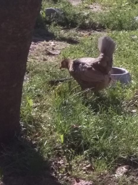  - gainile mele pitice la gramada  3