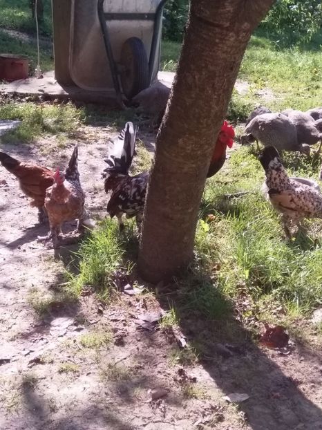  - gainile mele pitice la gramada  3
