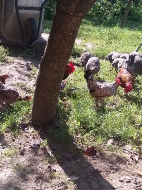  - gainile mele pitice la gramada  3