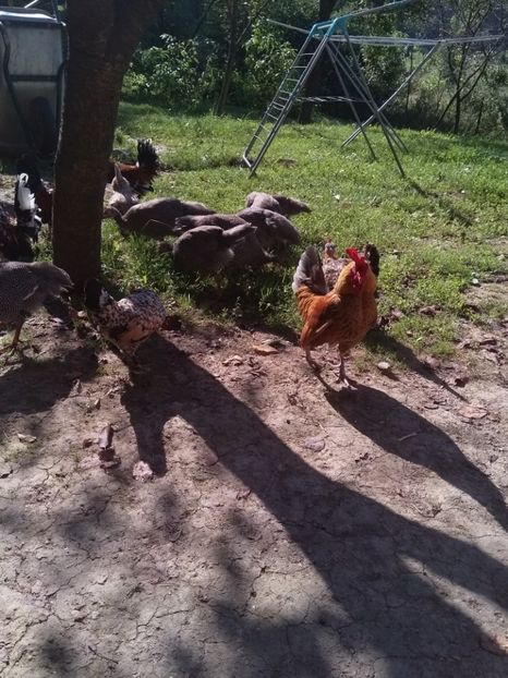  - gainile mele pitice la gramada  3