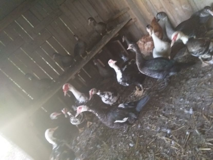  - ratele mele lesesti 2